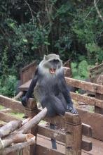 Monkey sitting on a fence post in Tanzania with mouth wide open.
