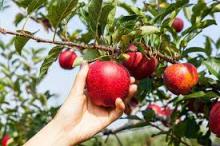 Hand picking an apple
