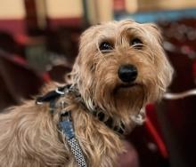 close-up of a brown dog