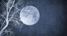 Full moon and overlapping silhouette of white tree branches before a dark blue background.