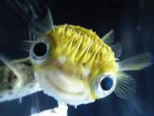 tropical fish