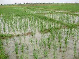 Imagine of a rice field