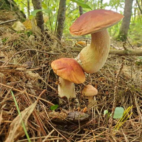 Two mushrooms growing in the wild