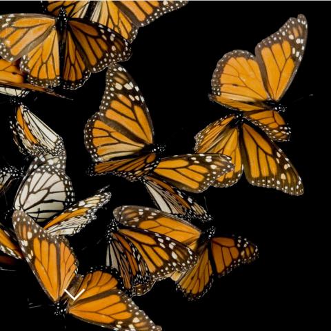 butterflies against a black background