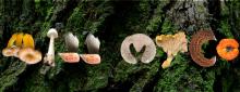 Various mushrooms that spell out MiddMyco