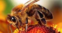 Close-up photograph of a honeybee