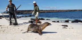 Andres Schrier helping to tag a seal on a beach