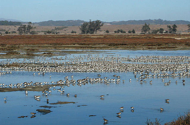 The Elkhorn Slough National Estuarine Research Reserve