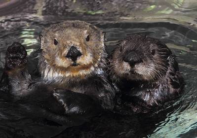 Two southern sea otters, super cute, one-million hairs per square inch, as taken at the Monterey Bay Aquarium