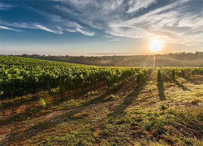 Grape fields in the Tuscan countryside on a sunny morning.