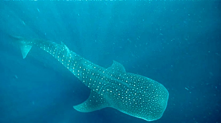 Whale shark