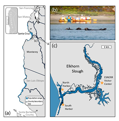 Map of the California coast and the Elkhorn Slough Estuary, the area of study for the otternomics report