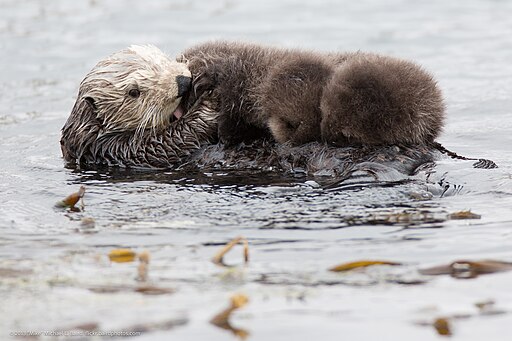 A mother Southern Sea otter with twin pups on her belly, floating in a gray, kelp strew ocean