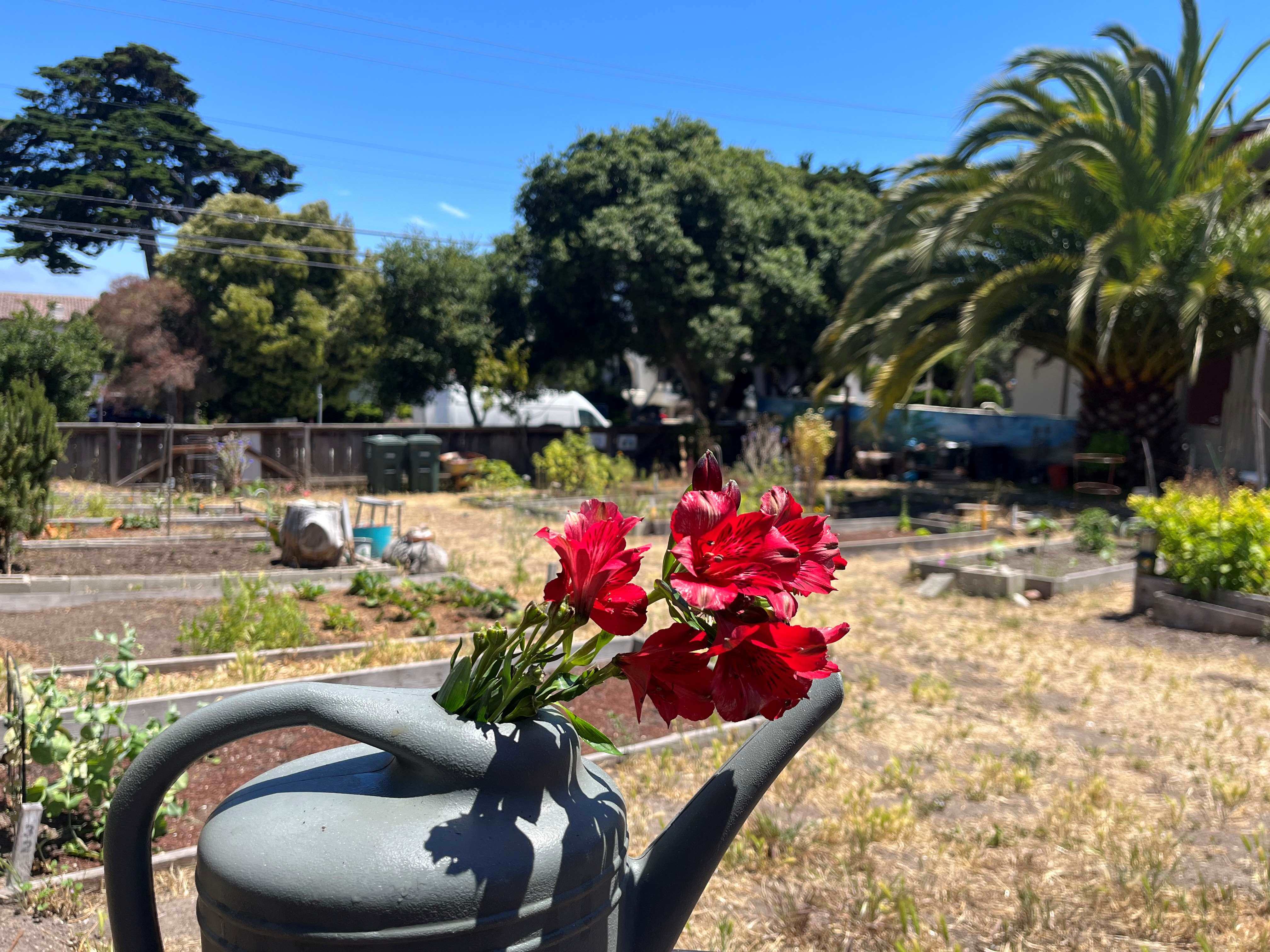 A plant waterer with red flowers in it in front of the MIIS garden