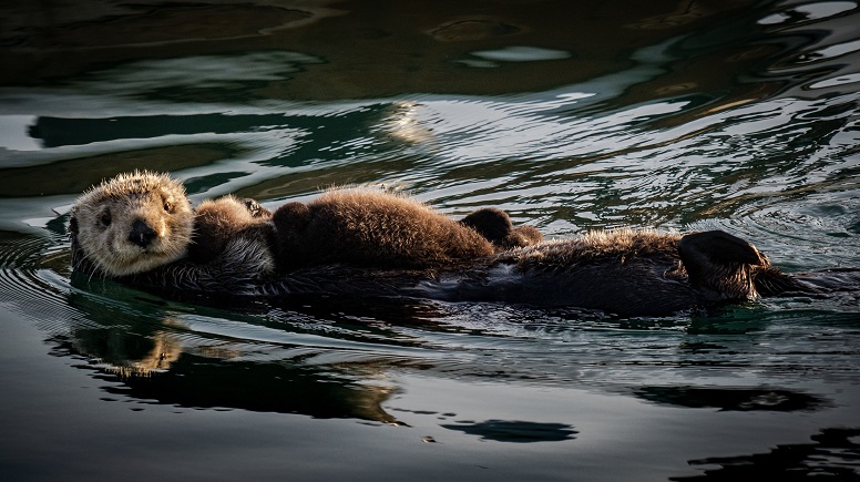 swimming otter