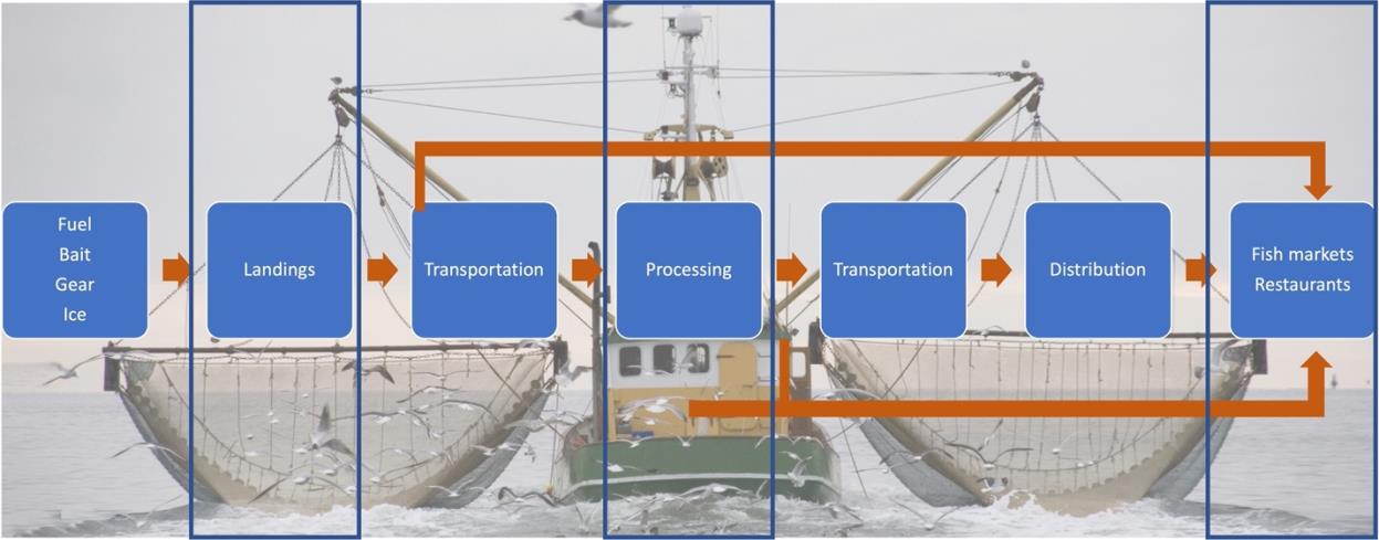 An illustration of the wild caught fisheries value chain