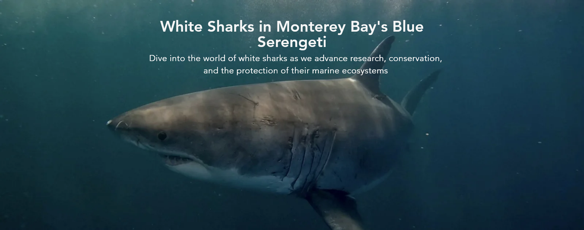 A great white shark circling left underwater through light dappled blue green water