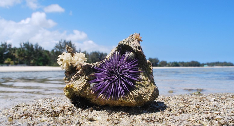 Urchin on shore
