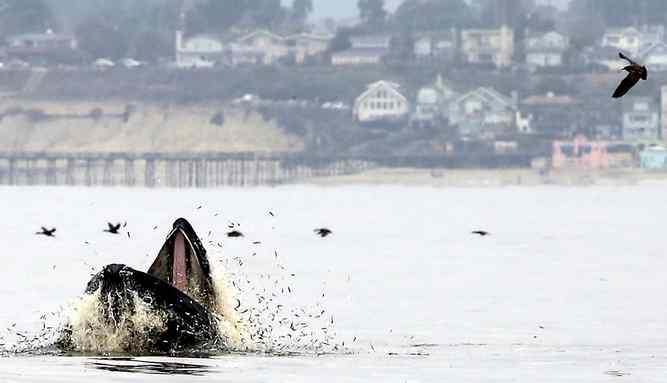 Humpback Whale Feeding near Capitola, Ca--Big mouth coming out of water showing pink tongue, birds flying by in background