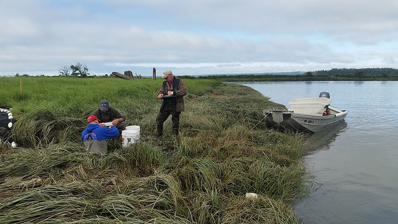 Stillaguamish River Wetland Restoration