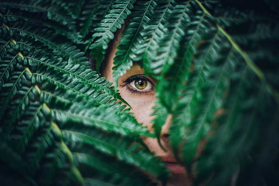 Fern story