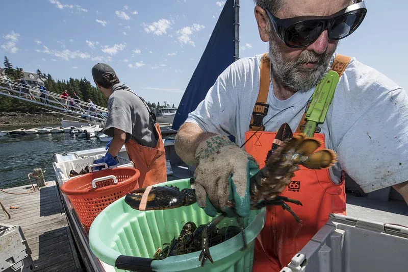 two lobstermen with bright orange rubber bibs and gloves offloading their catch into big bright bins