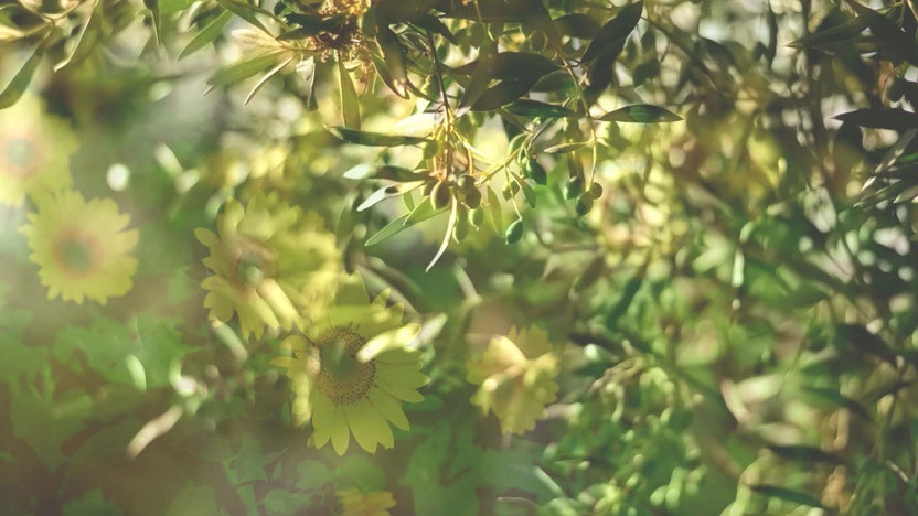 Photo-collage of an olive tree ad sunflowers.
