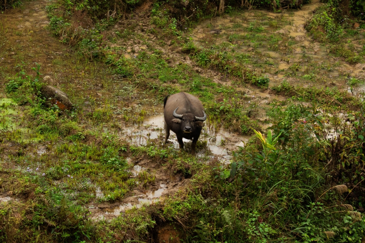 water buffalo