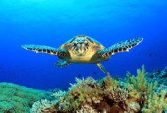 Sea turtle swimming in blue waters