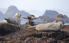 harbor seals