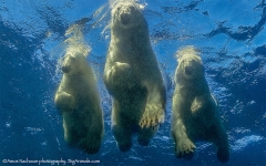 Polar Bears Picture of His Life Film Event