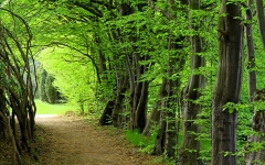 Tree-Lined Path-Green-Financing