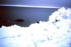 Surfacing Bowhead Whale Barrow Alaska