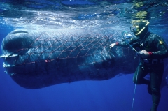 A sperm whale entangled in fishing gear, and diver trying to free whale