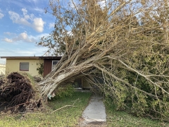 A cottonwood tree lays across a home in Port Charlotte, Florida, after Hurrican Ian.