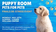 An image of a golden retriever puppy on the left of a blue background with white text.