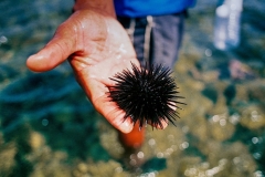 Sea urchin