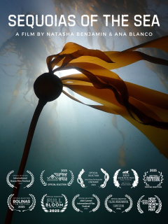 Bull kelp floating with light filtering through the water