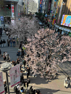 Cherry Blossom Scene in Tokyo