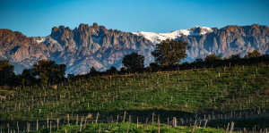 Sarah Young Imbert Family Winery Island of Corsica