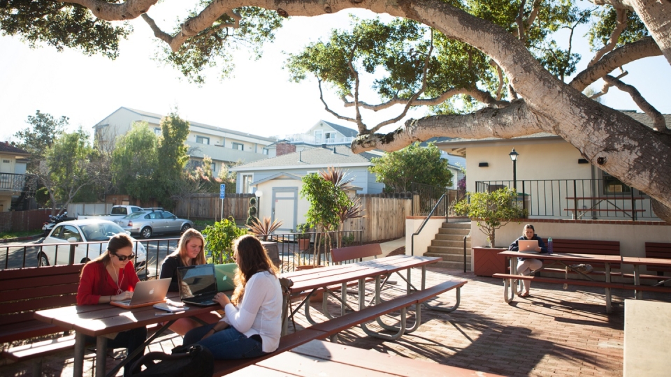 Students studying outside in a courtyard under a big tree on a sunny day