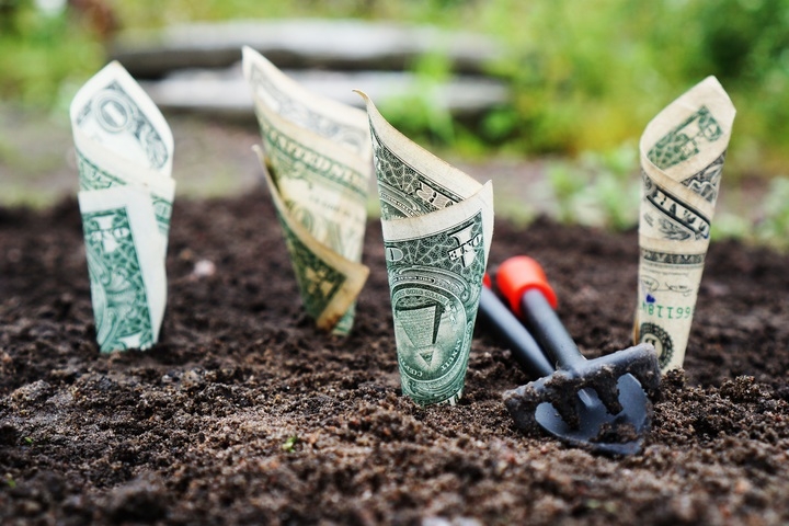 Green dollar bills planted in brown earth
