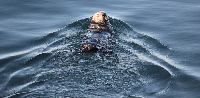 Otter swimming in the Monterey Bay