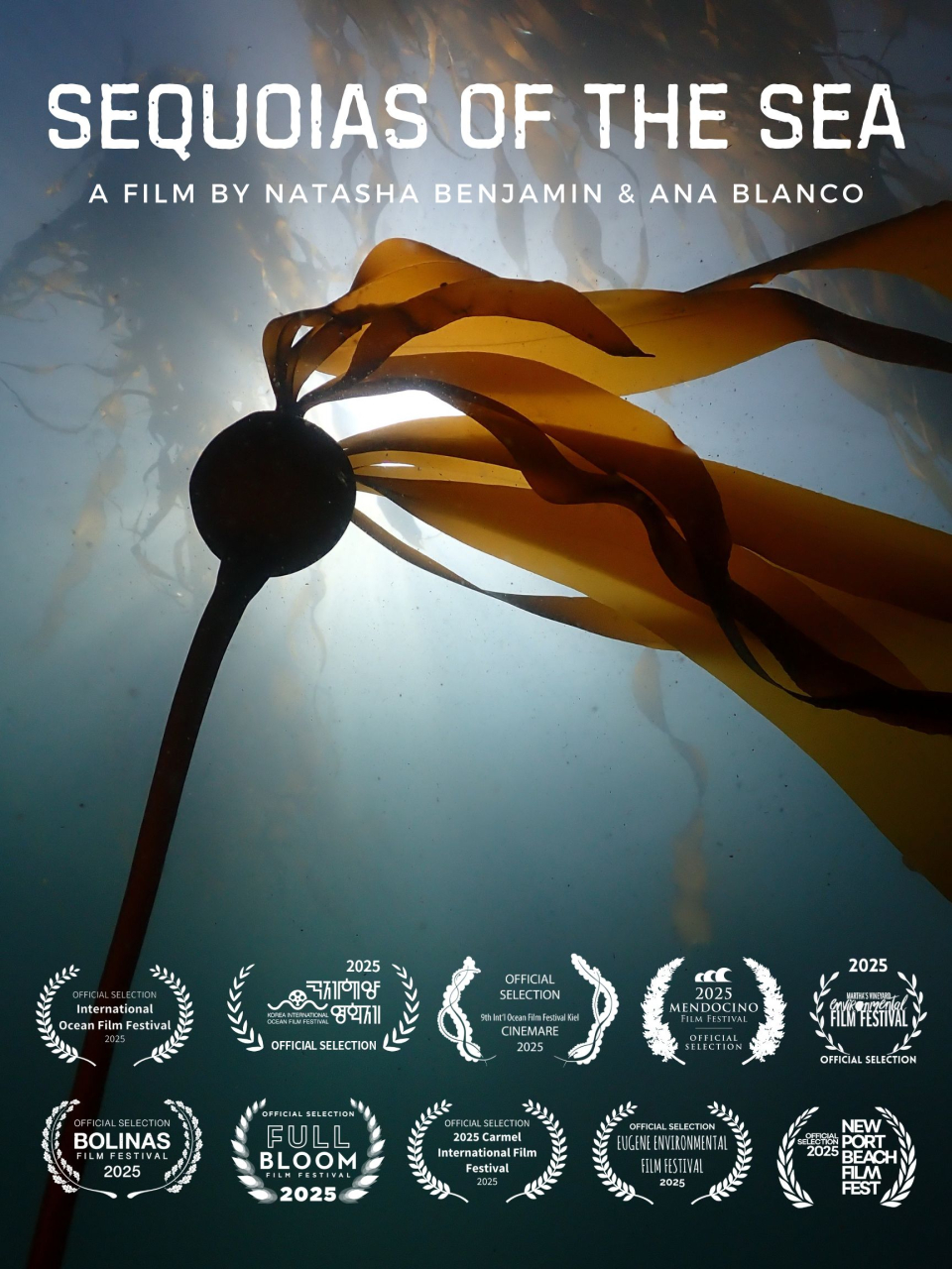 Bull kelp floating with light filtering through the water