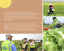 Mayordomo works with class, connects language with lettuce processing
