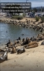 sea lions