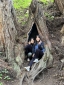 TESOL students inside a tree
