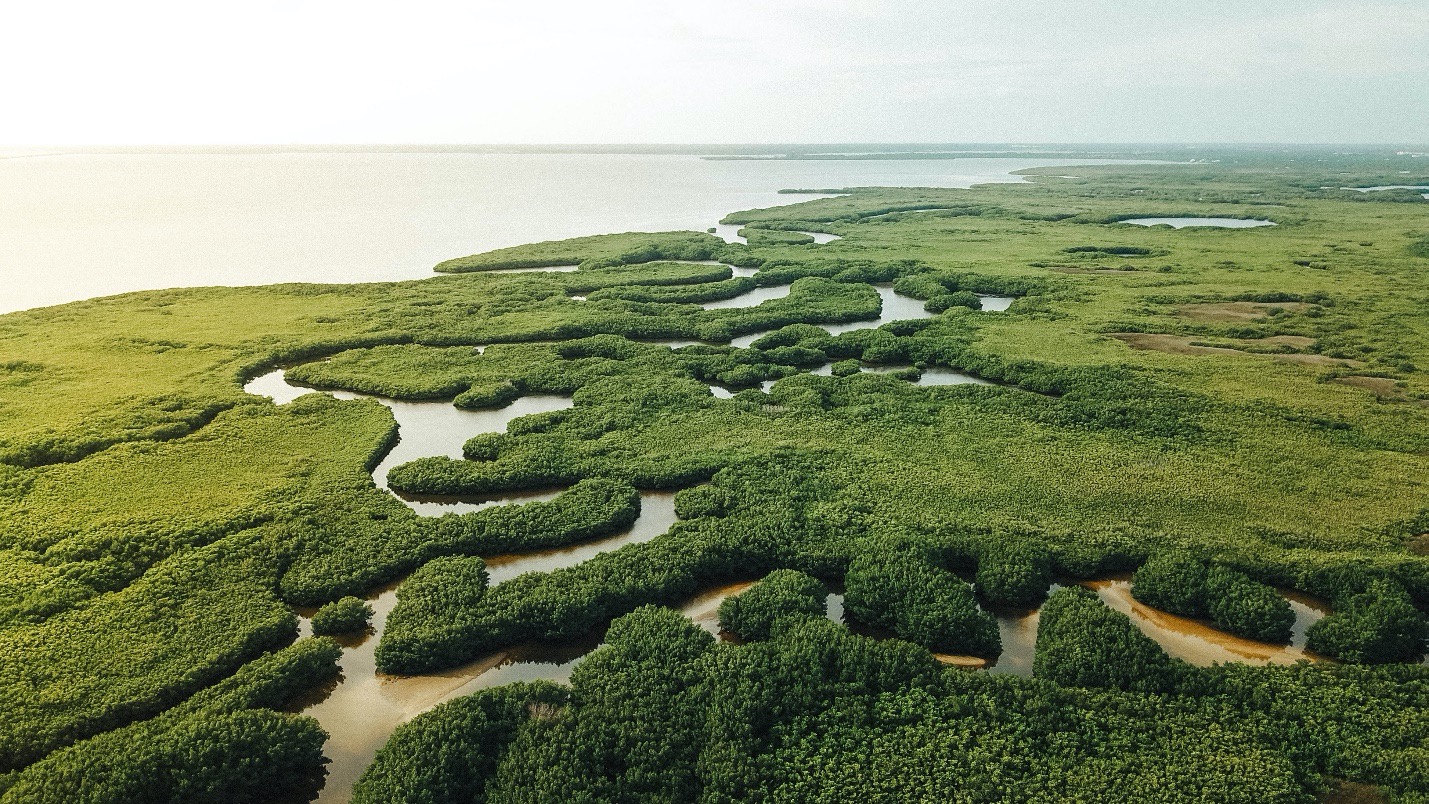 Tampa Bay Estuary, Florida, showing dense mangroves and oxbow rivers leading out to the Gulf of Mexico