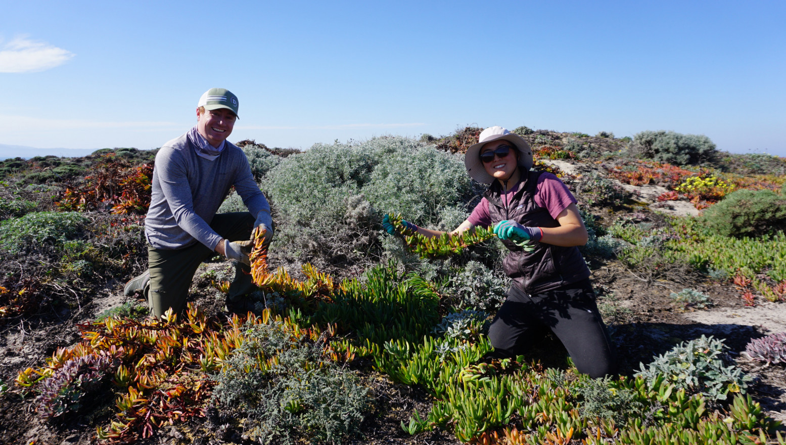 Two people smiling pulling iceplant from a dune (colors range from light green to red pink orange on that plant) with dusty blue coastal sage and a blue sky behind them