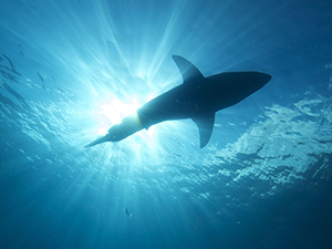 Sunlight coming through blue, clear ocean water, above the camera, a silohette of a great white shark is seen